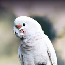 Goffin's cockatoos have a reputation for being very social and affectionate. Goffin S Cockatoo Personality Food Care Pet Birds By Lafeber Co