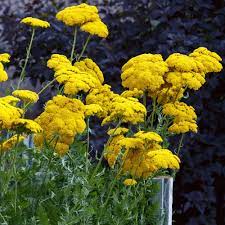 Yarrow Seed Fernleaf Yarrow Flower Seeds