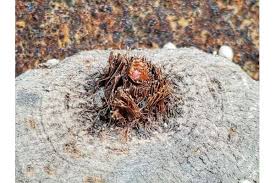 Image result for Eriospermum seineri