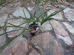 Image result for Sansevieria dooneri