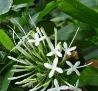 Image result for Pavetta gerstneri