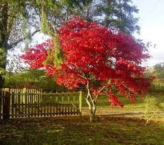 Japanese Maple Trees For Sale Next Day Delivery Available Trees Direct Japanese Maple Tree Small Garden Trees Uk Japanese Maple