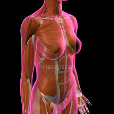 Frontal view of male chest and abdominal muscles anatomy. Pectoralis Major Stock Photos Royalty Free Images Focused