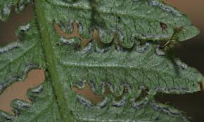 Image result for Lonchitis