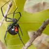 The degree of the symptoms encountered after a bite depends on the amount of toxin that was injected and a person's sensitivity to the venom. Black Widow Spider Medlineplus Medical Encyclopedia