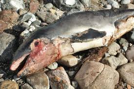 Nach dem charakter der verletzung in. In Der Ostsee Wurden Von Der Bundesmarine Sprengungen Durchgefuhrt Am 2 Juli 2015 Losten Diese Nachts In Damp Und Kappeln Besorgte Anfragen Von Burgern Aus Sprengungen Sind Jedoch Auch Eine Grosse Gefahr