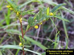 Image result for Chamaecrista paralias