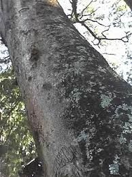 Image result for Albizia adianthifolia × gummifera