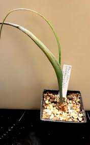 Image result for Albuca setosa