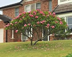 Image result for Plumeria rubra