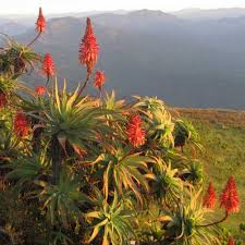 Image result for Aloe arborescens