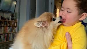 Fundraiser by Christine Ramsay Leri : Emma's vet bill