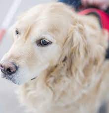 10 do i need to spay or neuter my service dog? Service Dogs For Anxiety Everything You Need To Know