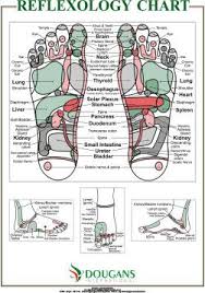 The International Academy Of Reflexology Meridian Therapy