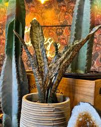 Image result for Sansevieria