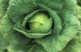Image result for Brassica
