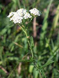 Achillea Definition And Synonyms Of Achillea In The English Dictionary