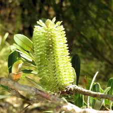 Image result for Boscia integrifolia