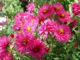 Aster Novae Angliae Alma Potschke In 2020 Flowers Aster Flower Plants