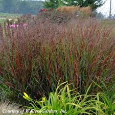 Image result for Panicum