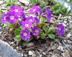 Image result for Primula x pubescens