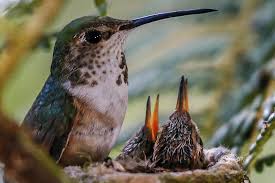 See more ideas about hummingbird nests, hummingbird, beautiful birds. Pruning Your Trees Watch Out For Hummingbird Nests