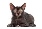 Everything You Need To Know About Werewolf Cat Breed