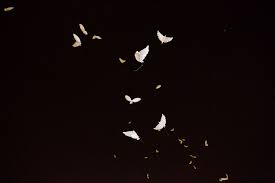 Black And White Pitchfork Dove Balloons During R Kelly S Performance Of I Believe I Can Fly At Pitchfork Now Available In South Africa From Http W Paper Lanterns Balloons Lanterns