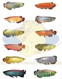 How Has One Of Each Goby Aquarium Mfk Monsterfish Rarefish Fishfanatics Fishtalk Monsterfishkeepers Arofanatics Arowana Ikan Binatang Hewan