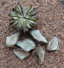 Image result for Eriolaena rulkensii