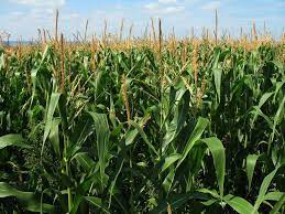 Maize, also known as corn (north american and australian english), is a cereal grain first domesticated by indigenous peoples in southern mexico about 10,000 years ago. Maize Cultivation In India Guide To Maize Production Corn