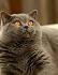 99 Most Popular British Shorthair Cat Names