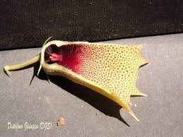 Image result for Huernia levyi