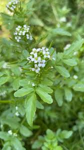 Image result for Nasturtium microphyllum