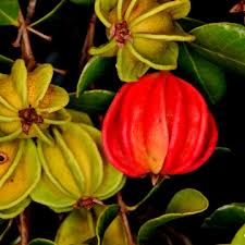 Image result for Eugenia aschersoniana