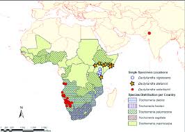 Image result for Trochomeria hookeri