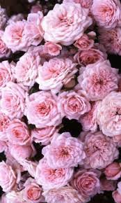 Amontonadas Flores De Amor Fondos De Flores Fondo De Pantalla Rosado Para Iphone