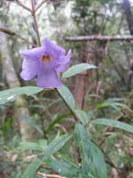 Image result for Mimulopsis