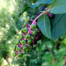 Image result for Phytolaccaceae