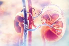 Kidney Stones Raise Atherosclerosis Risk Renal And Urology News In 2020 Chronic Kidney Disease Kidney Disease Kidney Disease Symptoms
