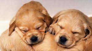 Red golden retriever puppies need as much attention as typical goldens, but these dogs will age into calm animals. Baby Golden Retriever Wallpapers Top Free Baby Golden Retriever Backgrounds Wallpaperaccess