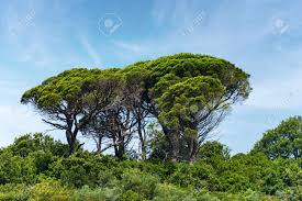 Sosny Morskie Z Zielonymi Igłami Na Błękitnym Niebie Z Chmurami Region  Śródziemnomorski Liguria Włochy Europa Południowa Zdjęcia royalty free,  obrazki, obrazy oraz fotografia seryjna. Image 139358363