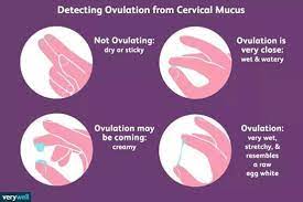 But what does it mean? How To Check Your Cervical Mucus Mother S Bond Forum Facebook