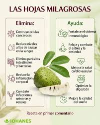✨ ¿YÁ PROBASTE LA PODEROSA GUANÁBANA? ✨ Hoy te cuento por qué esta fruta  tropical es un tesoro natural 🍃 🥤 La guanábana no solo es deliciosa,  también: ✔️ Refuerza tus defensas
