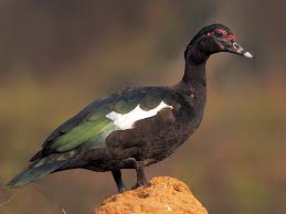 Check spelling or type a new query. Muscovy Duck Ebird