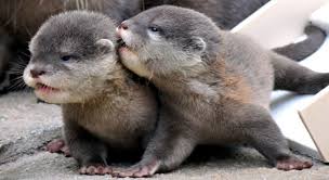 Image result for otters