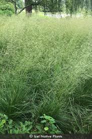 Image result for Deschampsia