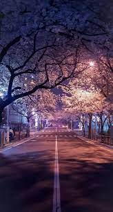 The best gifs for sakura tree live wallpaper. Pin By Morgan Richardson On æˆ'çš„å„²å­˜å…§å®¹ In 2021 Cherry Blossom Wallpaper Scenery Wallpaper Anime Scenery Wallpaper