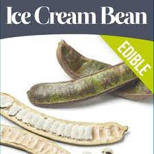 A fast growing tree/shrub able to withstand 25 degree temps make this a plant you will want to train as a shrub and. Ice Cream Bean Tree Inga Edulis Perth Wa Online Garden Centre