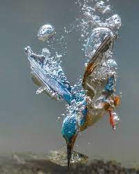 Unique Images Of Birds You Will Love 4 Nature Animals Animals Beautiful Beautiful Birds